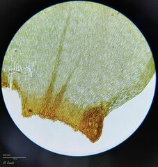 Pleurozium schreberi