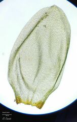 Pleurozium schreberi