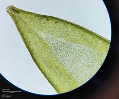 Pleurozium schreberi