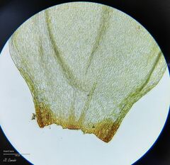 Pleurozium schreberi