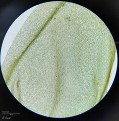 Pleurozium schreberi