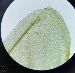 Pleurozium schreberi