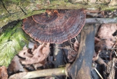 Daedaleopsis tricolor