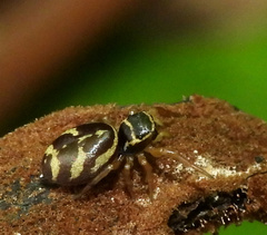 Sassacus aurantiacus