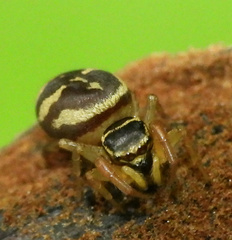 Sassacus aurantiacus