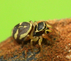 Sassacus aurantiacus