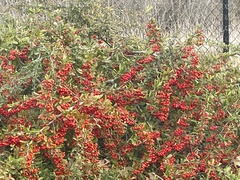 Pyracantha koidzumii