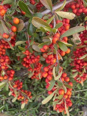 Pyracantha koidzumii