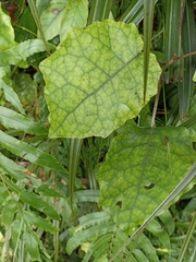 Brachyglottis repanda