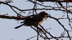 Eurocephalus anguitimens