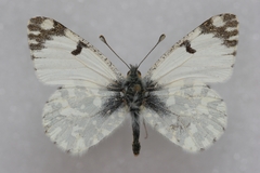 Euchloe simplonia