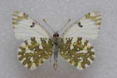 Euchloe simplonia