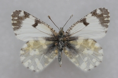 Euchloe simplonia