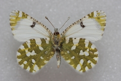 Euchloe simplonia