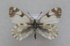 Euchloe simplonia