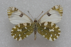 Euchloe simplonia