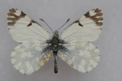Euchloe simplonia