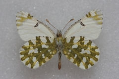Euchloe simplonia