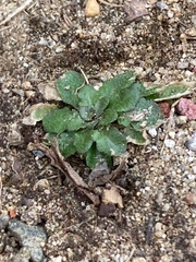 Draba verna