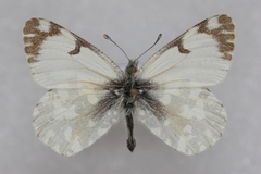 Euchloe simplonia