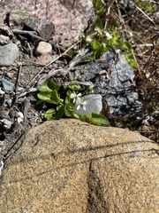Viola macloskeyi