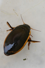 Dytiscus verticalis
