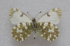 Euchloe simplonia
