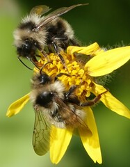 Bombus flavidus