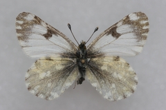 Euchloe simplonia