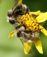 Bombus flavidus