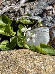 Viola macloskeyi