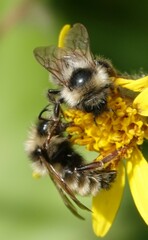 Bombus flavidus