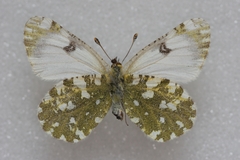 Euchloe simplonia