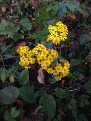 Senecio chrysanthemoides