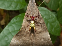 Micrathena donaldi
