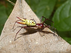 Micrathena donaldi