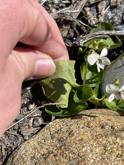 Viola macloskeyi