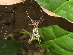 Micrathena donaldi