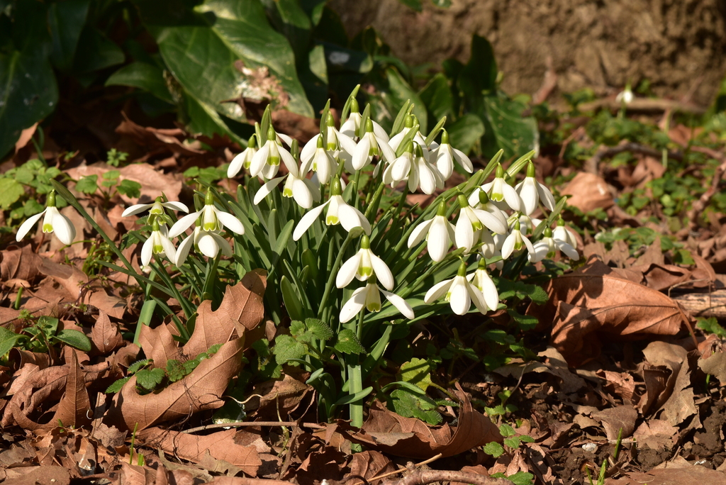 Galanthus samothracicus