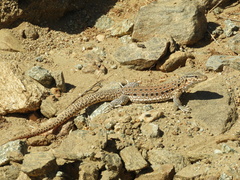 Callopistes maculatus