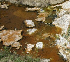 Archaea