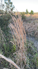 Andropogon virginicus