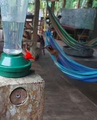 Phaethornis striigularis