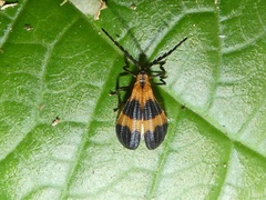 Calopteron divergens