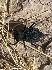 Cryptoglossa variolosa