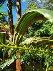 Sphaeropteris intermedia