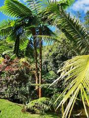 Sphaeropteris intermedia