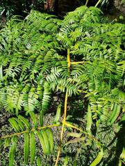 Sphaeropteris intermedia