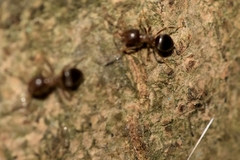 Lasius