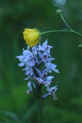 Dactylorhiza fuchsii
